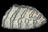 Polished Mammoth Molar Section - South Carolina #125535-1